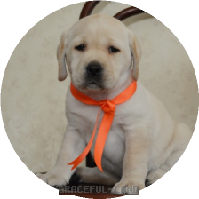 女の子(オレンジ母犬サラ)